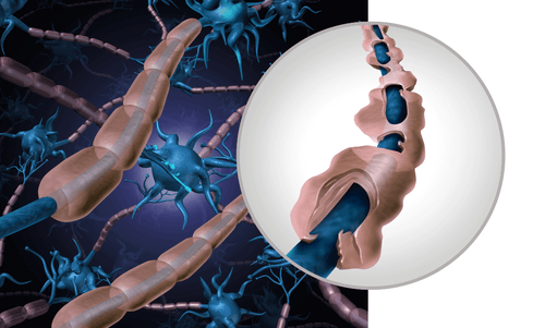 Potencia la autofagia de forma segura: Ejemplos prácticos y pasos de acción Introducción: ¡Bienvenidos nuevamente a nuestra serie de artículos sobre la autofagia y el ayuno! En esta ocasión, profundizaremos en cómo inducir la autofagia de forma segura, pr